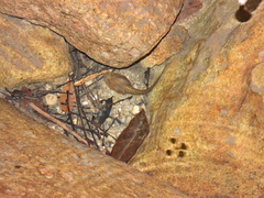 Limnonectes fragilis