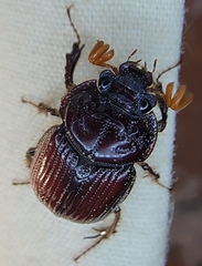 Eucanthus lazarus