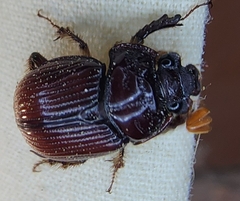 Eucanthus lazarus