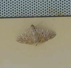 Glyphodes multilinealis