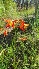 Crocosmia