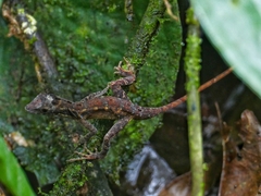 Anolis humilis