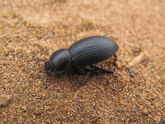 Nycterinus substriatus