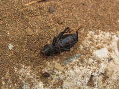 Nycterinus substriatus