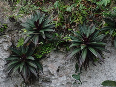 Tradescantia spathacea