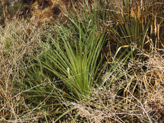 Puya chilensis