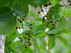 Metopium brownei