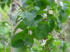 Metopium brownei