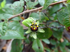 Passiflora itzensis