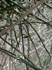 Copestylum apiciferum