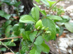 Passiflora itzensis