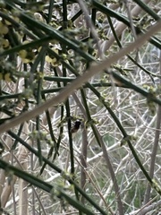 Copestylum apiciferum