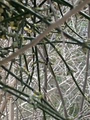 Copestylum apiciferum