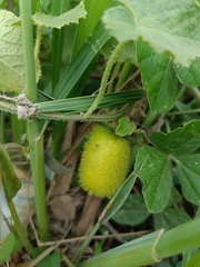 Cucumis zeyheri
