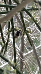 Copestylum apiciferum