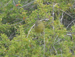 Leiothlypis celata lutescens