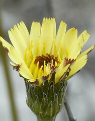Leontodon biscutellifolius