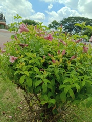 Allamanda