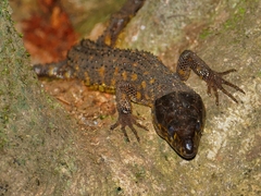 Lepidophyma flavimaculatum