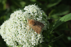 Eriopygodes imbecilla