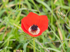 Anemone coronaria