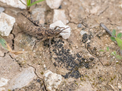 Pyrgomorphidae