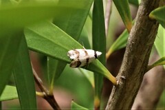 Chezala brachypepla