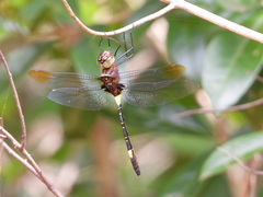 Phyllomacromia contumax