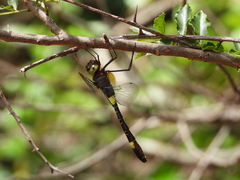 Phyllomacromia contumax