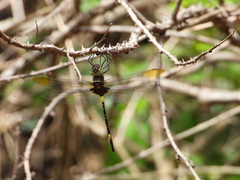 Phyllomacromia contumax