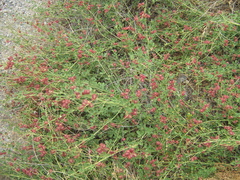 Glycyrrhiza triphylla
