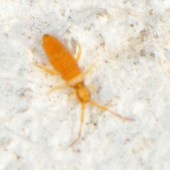 Entomobrya atrocincta