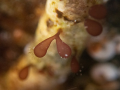 Botryocladia pseudodichotoma