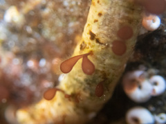 Botryocladia pseudodichotoma