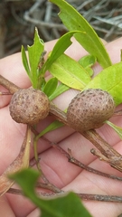 Asphondylia dodonaeae