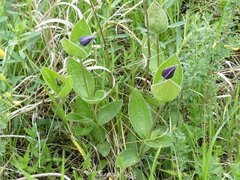 Clematis integrifolia