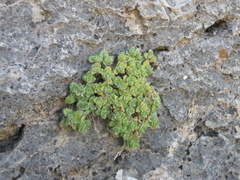 Scutellaria immaculata