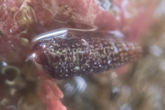 Cerithiopsis stejnegeri