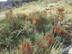 Ephedra equisetina