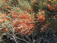 Ephedra equisetina