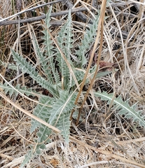 Cirsium mohavense