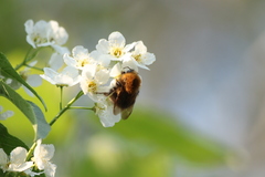Bombus hypnorum