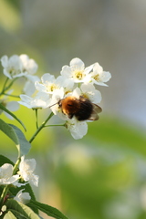 Bombus hypnorum