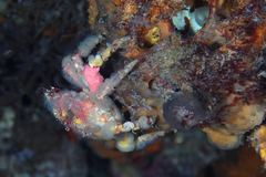 Schizophrys rufescens