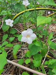 Asystasia gangetica