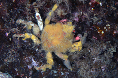 Schizophrys rufescens