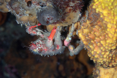 Schizophrys rufescens
