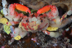 Schizophrys rufescens