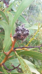 Dasineura glomerata