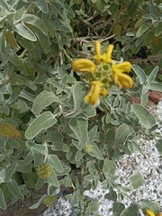 Phlomis fruticosa